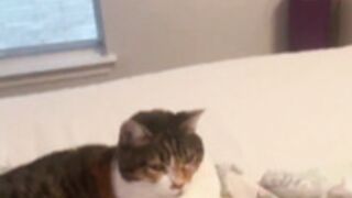 Jocelyynn - kitten talk